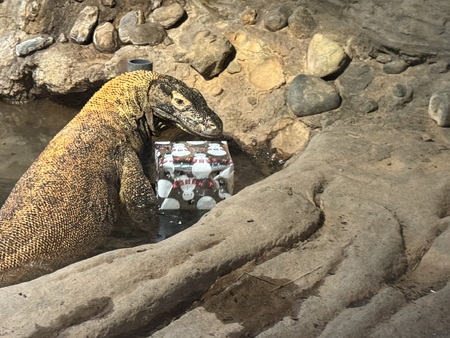 Entry image for Christmas Surprise. Clicking this image will show a larger photo