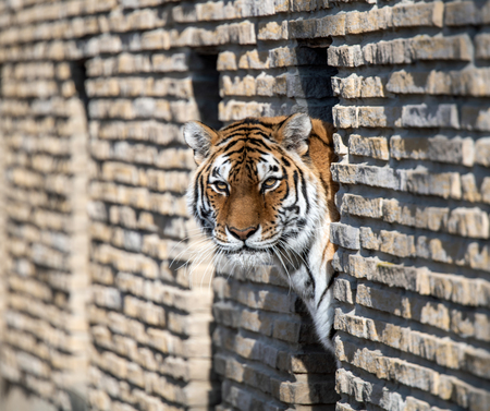 Entry image for Show Time. Clicking this image will show a larger photo