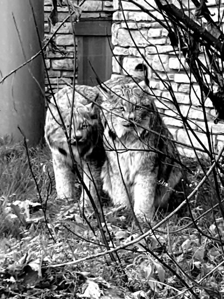 Entry image for Rosie and Hazel Canada Lynx. Clicking this image will show a larger photo