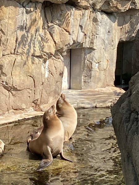 Entry image for Loving the sun. Clicking this image will show a larger photo