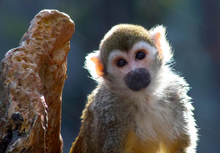 Entry image for Squirrel Monkey Sunshine. Clicking this image will show a larger photo
