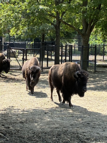 Entry image for Here come the girls . Clicking this image will show a larger photo