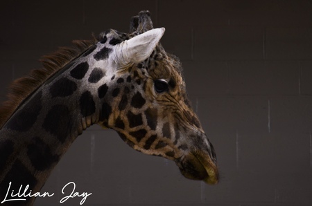 Entry image for Stand Tall . Clicking this image will show a larger photo