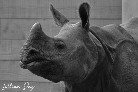 Entry image for Thick Skin Protects A Gentle Heart . Clicking this image will show a larger photo