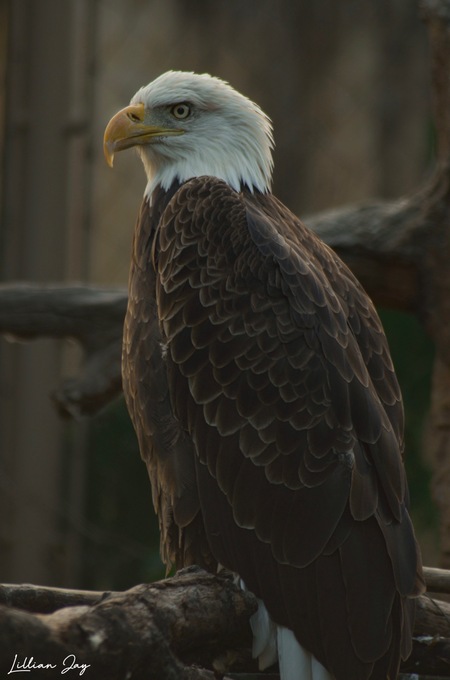 Entry image for Feathered Guardian . Clicking this image will show a larger photo