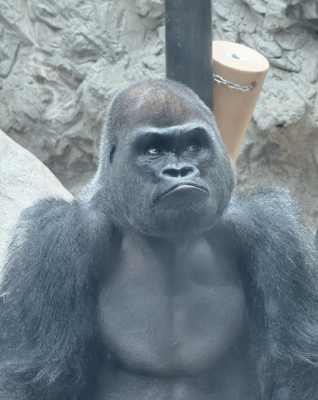 Entry image for Deep In Thought . Clicking this image will show a larger photo