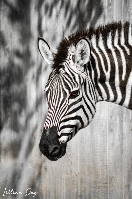 Entry image for Symphony of Black and White . Clicking this image will show a larger photo