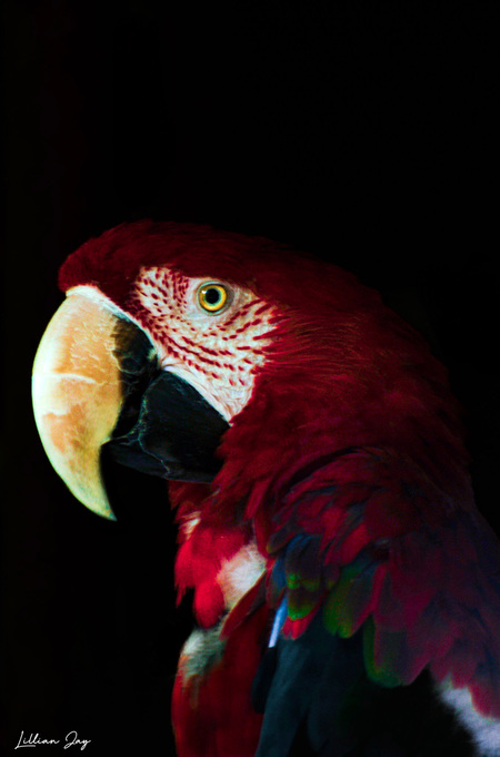 Entry image for Scarlet Jewel of the Rainforest . Clicking this image will show a larger photo