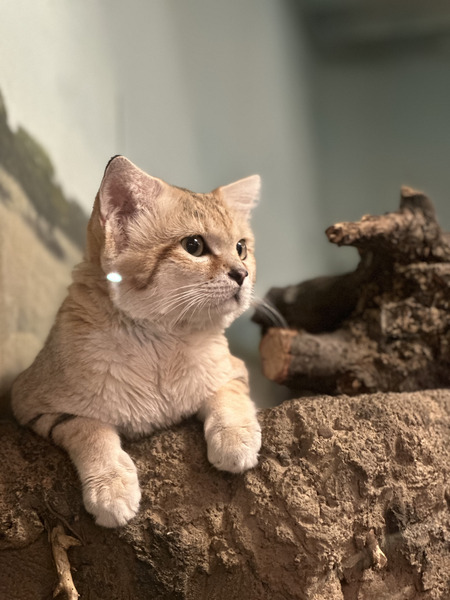 Entry image for Sandy Kitty. Clicking this image will show a larger photo