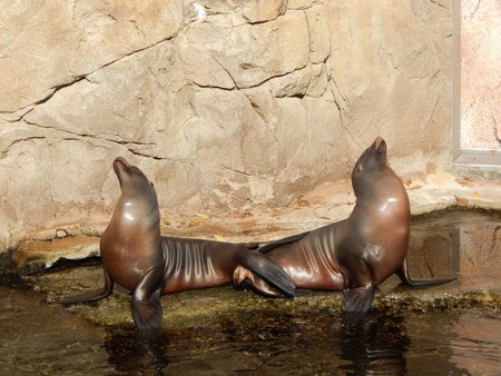 Entry image for Bookends. Clicking this image will show a larger photo