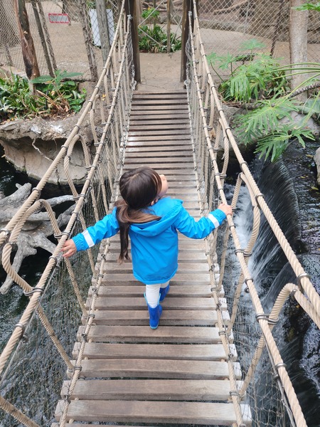 Entry image for Amazed in the Rainforest . Clicking this image will show a larger photo