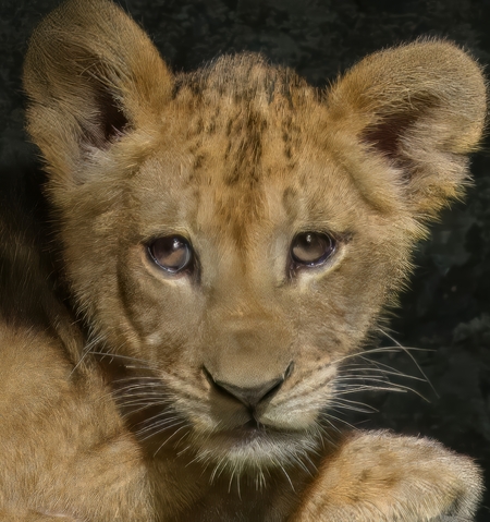 Entry image for Cub's 1st Day Out. Clicking this image will show a larger photo