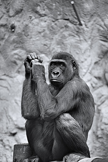 Entry image for The Thinker.. Clicking this image will show a larger photo