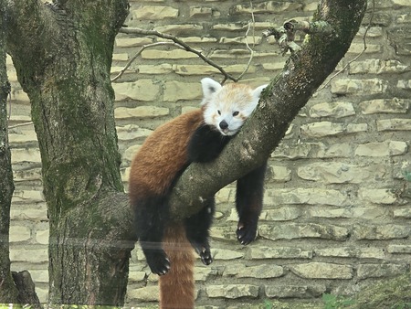 Entry image for Red Panda relaxing. Clicking this image will show a larger photo