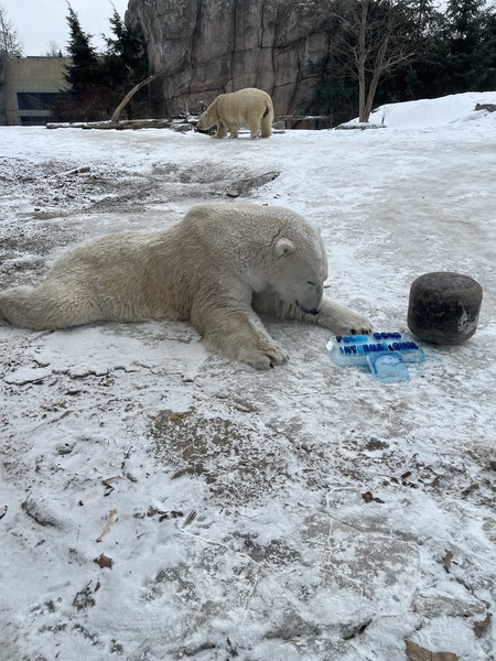 Entry image for Celebrating Polar Bear Day. Clicking this image will show a larger photo