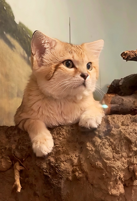 Entry image for Paws, Pause, and Wonder . Clicking this image will show a larger photo