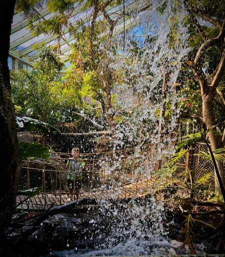 Entry image for A Rainforest Adventure . Clicking this image will show a larger photo
