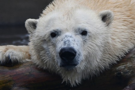 Entry image for For the Love of Luna. Clicking this image will show a larger photo