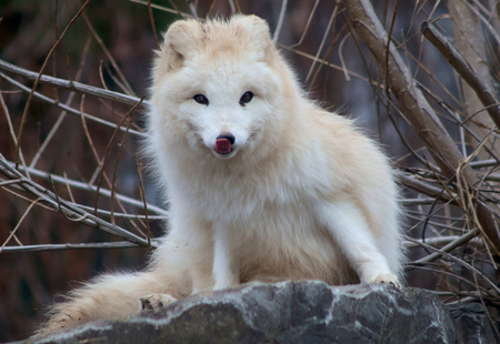 Entry image for Looking at Dinner. Clicking this image will show a larger photo