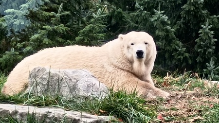 Entry image for Pretty Bear. Clicking this image will show a larger photo