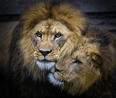 Entry image for lions. Clicking this image will show a larger photo