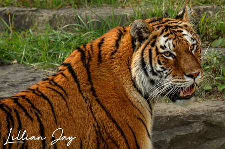 Entry image for Eye of the Tiger . Clicking this image will show a larger photo