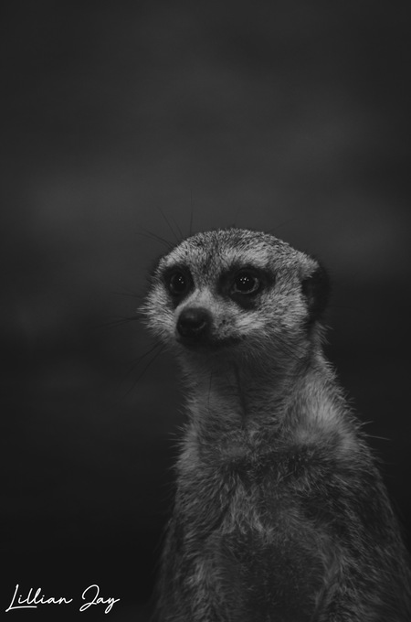 Entry image for The Watchful Eye . Clicking this image will show a larger photo