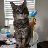 Entry image for Coleman