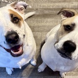 Entry image for Neve & Flynn 