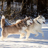 Entry image for Kyuss & Ember