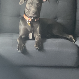 Entry image for Pearl 