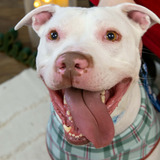 Entry image for Percy