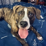 Entry image for Hooligan