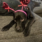 Entry image for Cecelia 