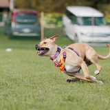 Entry image for Gracie