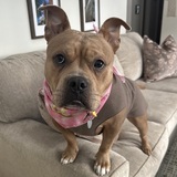 Entry image for Chickpea