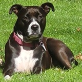 Entry image for Sadie