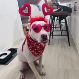 Entry image for Archie 