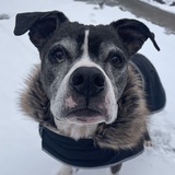 Entry image for Chip