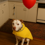 Entry image for Petey