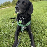 Entry image for Pepper