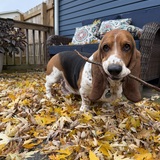 Entry image for Ranger