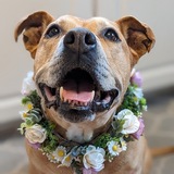 Entry image for Bijou