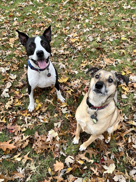 Entry image for Benji and Marty McFly. Clicking this image will show a larger photo