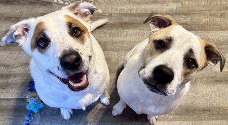 Entry image for Neve & Flynn . Clicking this image will show a larger photo