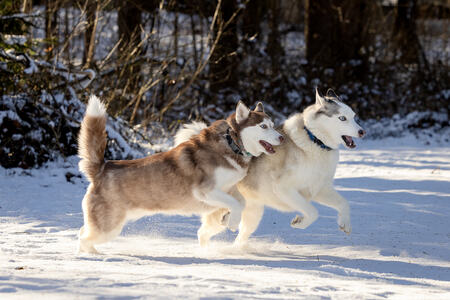 Entry image for Kyuss & Ember. Clicking this image will show a larger photo