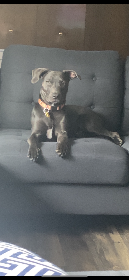 Entry image for Pearl . Clicking this image will show a larger photo