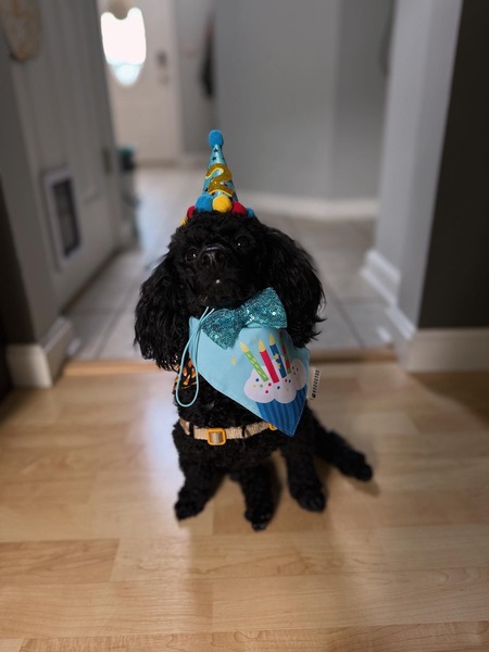 Entry image for Kimchi. Clicking this image will show a larger photo