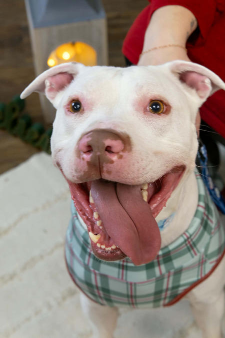 Entry image for Percy. Clicking this image will show a larger photo