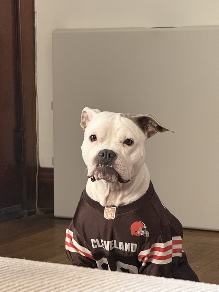 Entry image for Josie . Clicking this image will show a larger photo